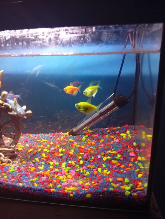 Vând acvariu 54 l cum se vede