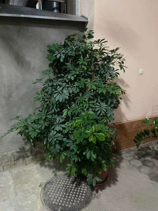 Шеффлера/дерево зонтик
