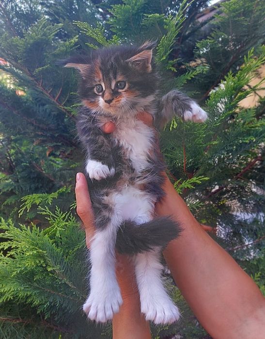 В рассрочку Котята Мейн-кун элитные