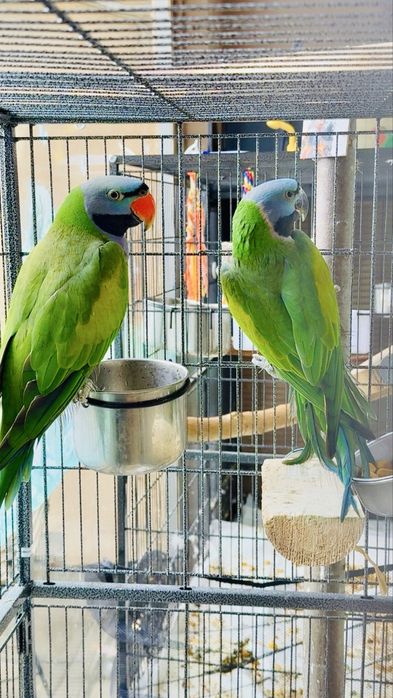 Двойка Китайски Александри