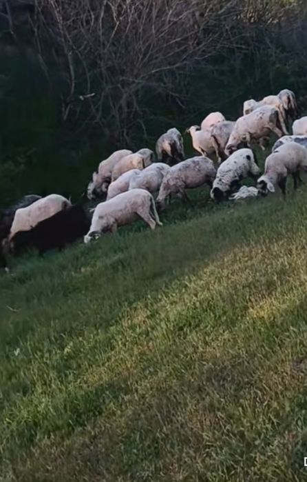 De vanzare oi și capre