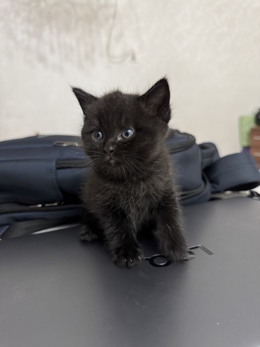 Шотлатский вислоухий кот