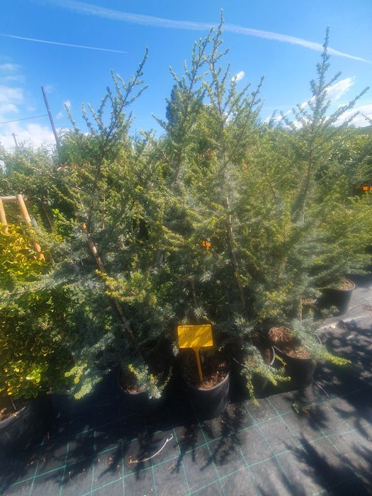 Vând plante ornamentale de diferite specii și livrez