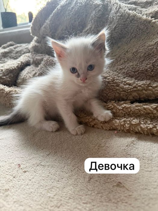 Отдадим котят в добрые руки