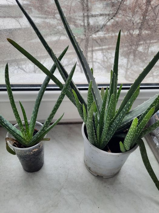 Продам алоэ вера