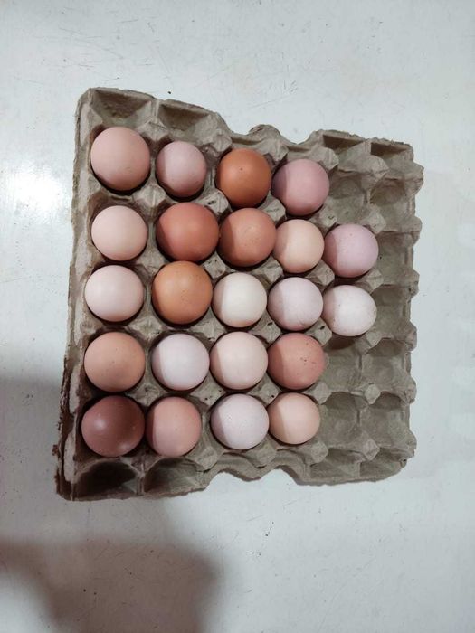 Домашние Куринные  Яйца
