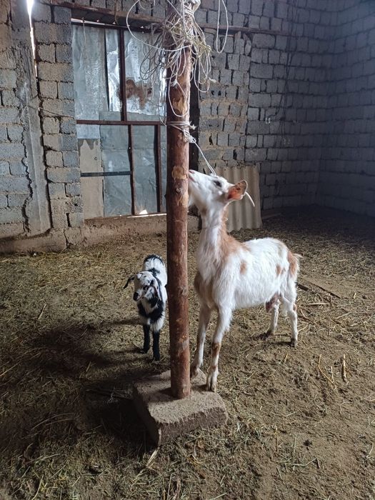 Ешкы сатлады нуб