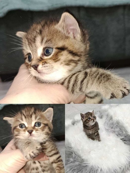 Котята домашние Скотиш страйт
