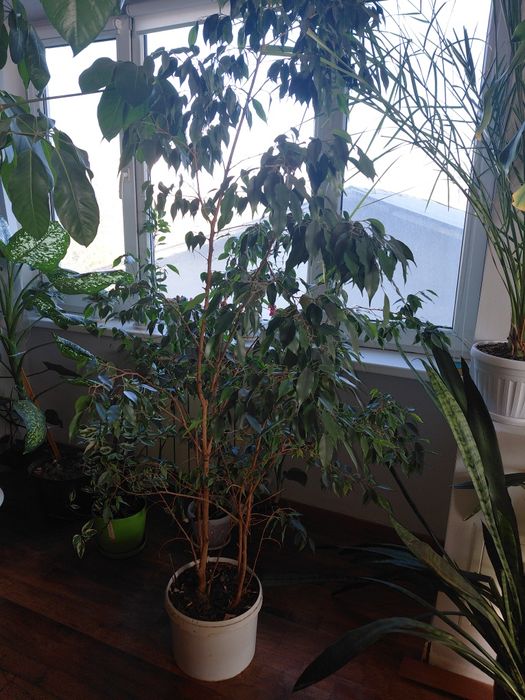 Продам Комнатные цветы