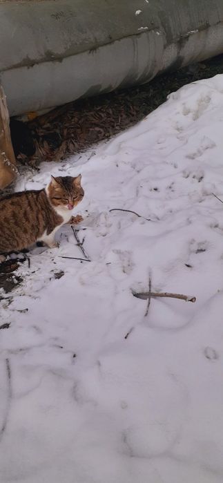 Красивый котик ищет себе постоянный дом