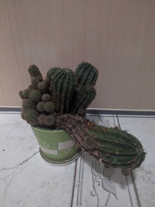 многогодишен кактус