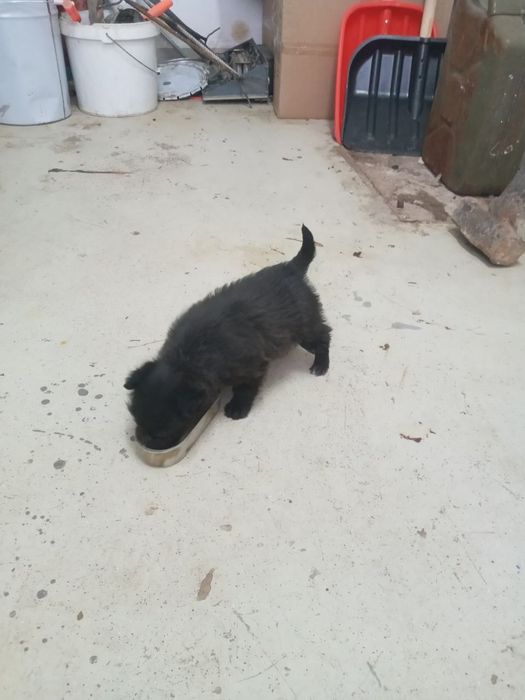 Отдам щенков в добрые руки