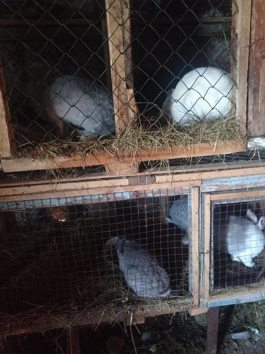 Продам кроликов!