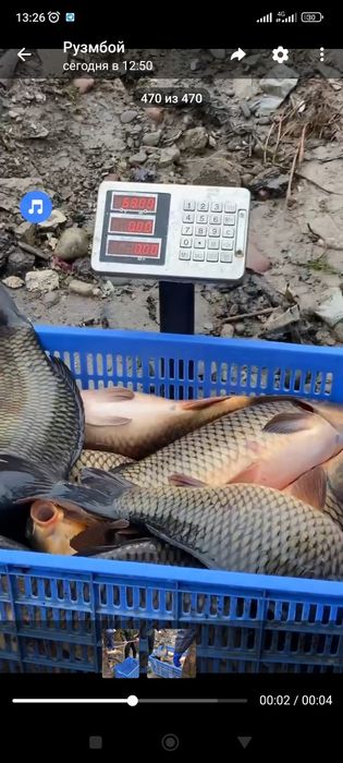 Балик 3+ рыба 3+