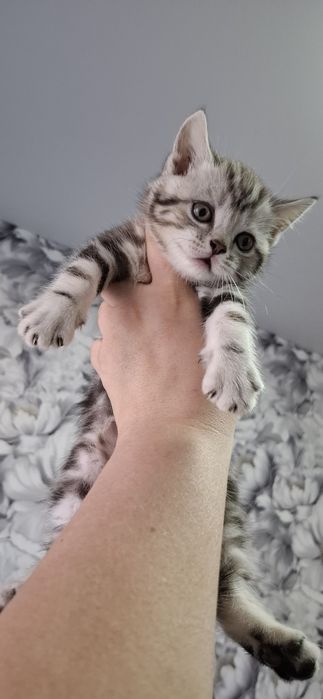 Британские котята