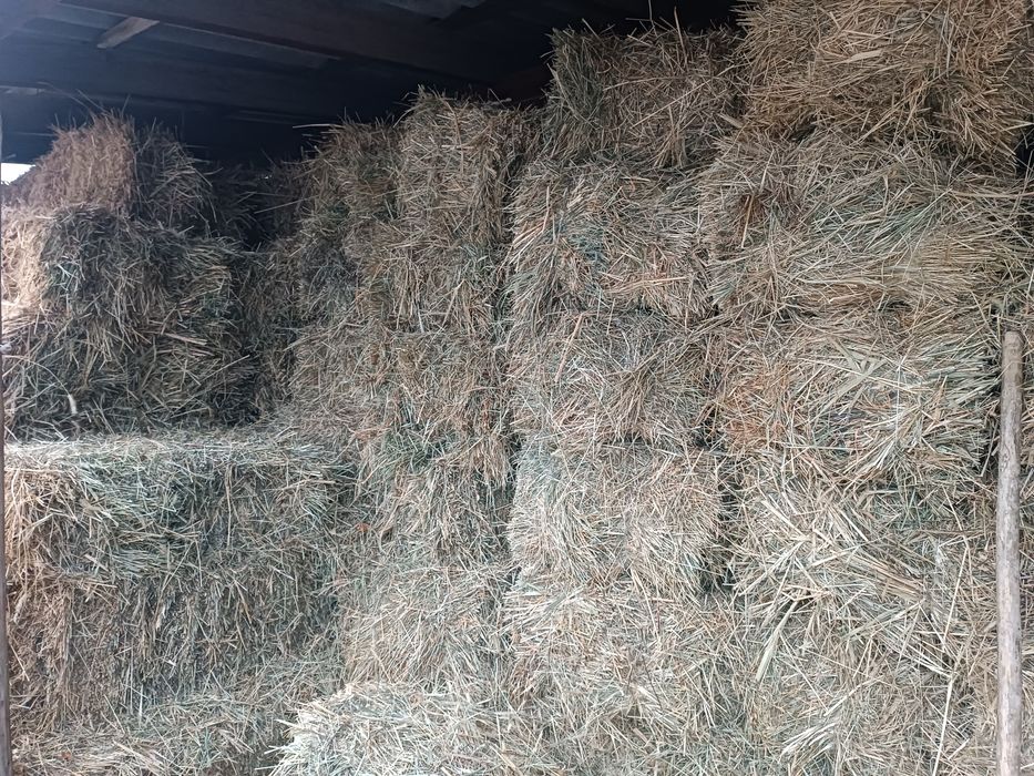 Pichan (Xashak) pres