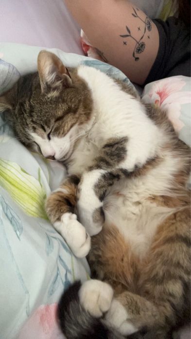 Petsitter pisici Cluj