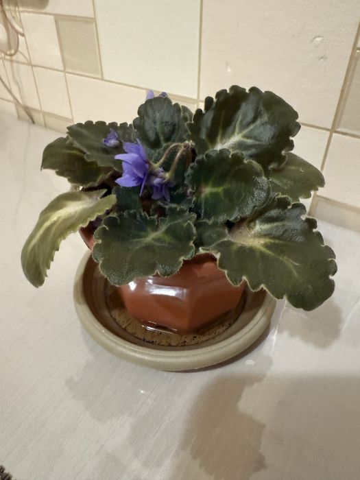 Фиалки комнатные