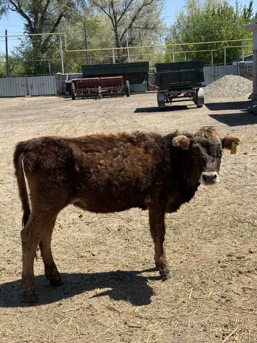 Тайынша (телки) 1жастан асқан сатылады