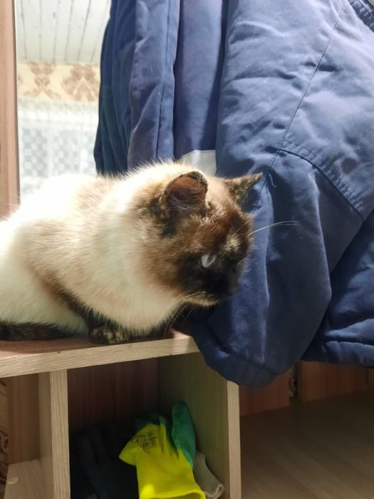 Кошечка 2 лет ищет дом!