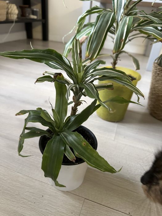 Драцена комнатная