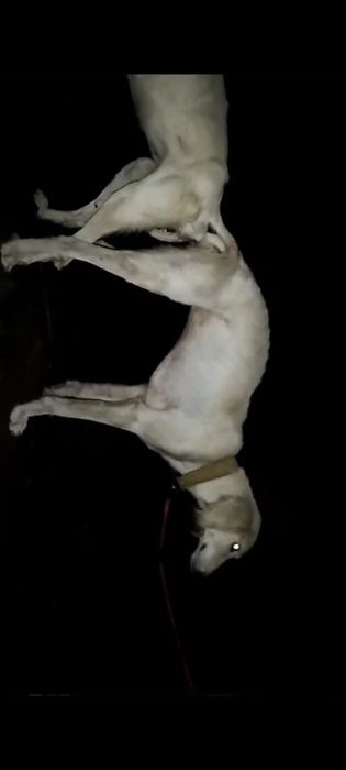 Продаю щенков тазы