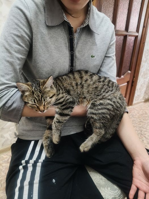 Отдам Котёнка в добрые руки.