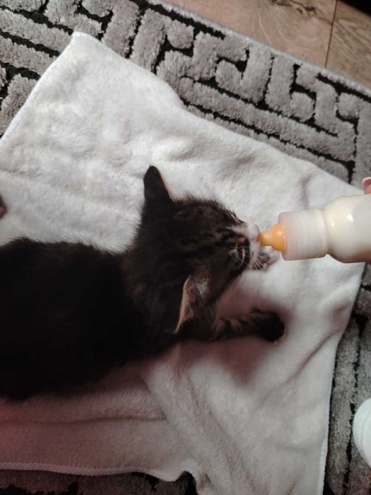 Котета търсят дом