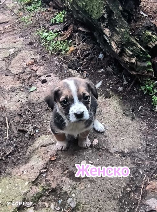 Подарявам малки кученца