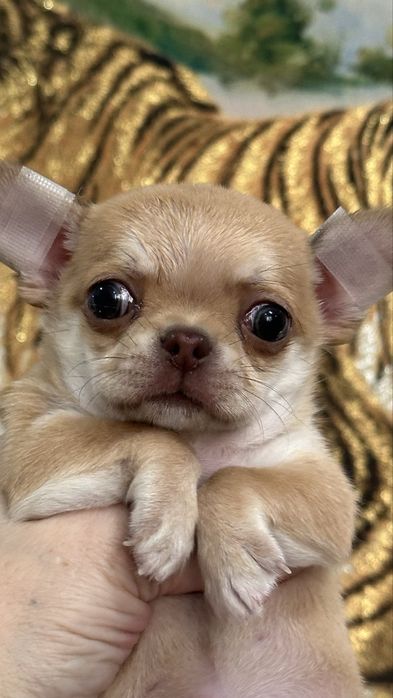 Кукольная малышка чихуахуа