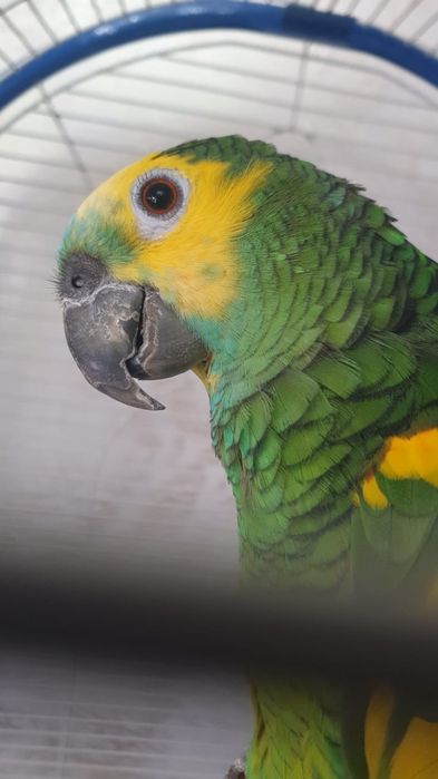 Папугай Амазонка