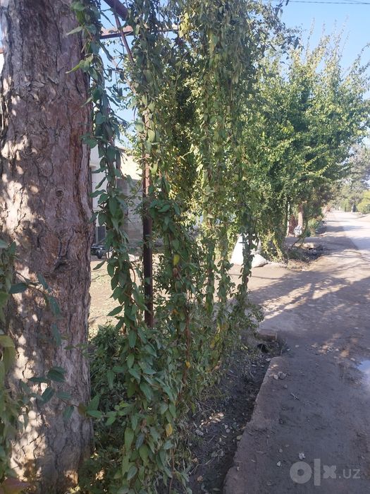 Jannat guli sotuvda bor