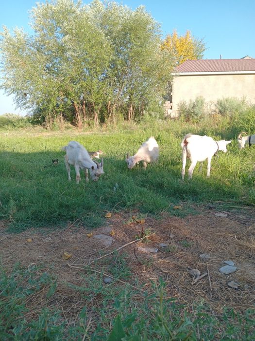 Занен сүтті ешкінің балдары