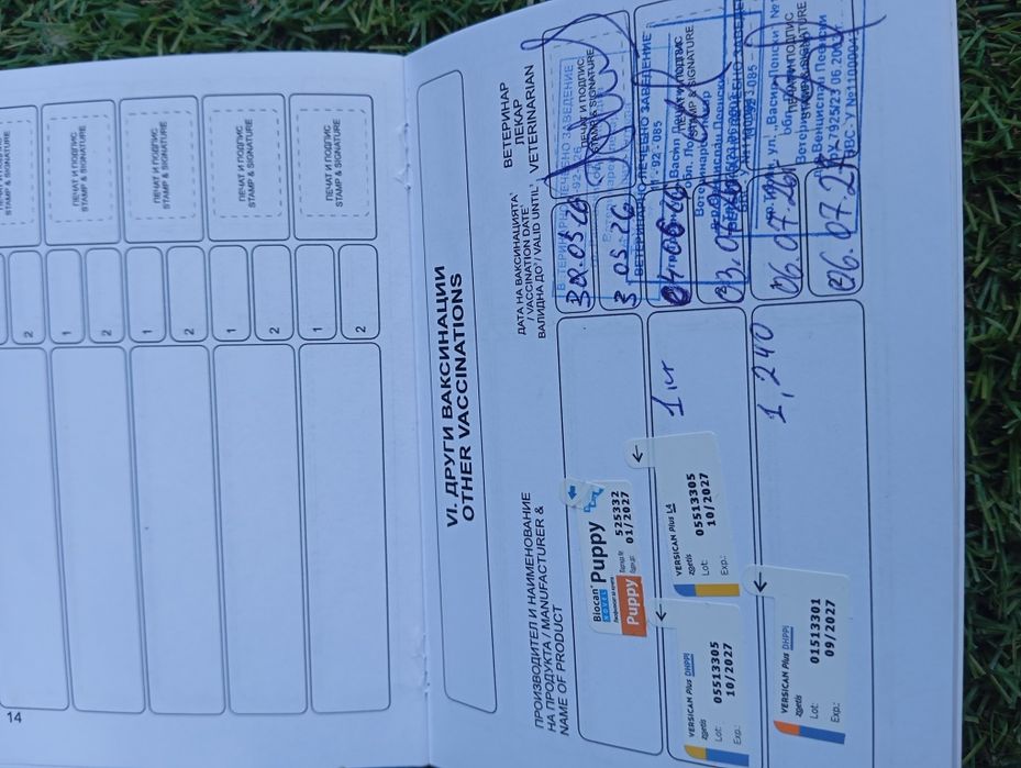 Померан померанчета