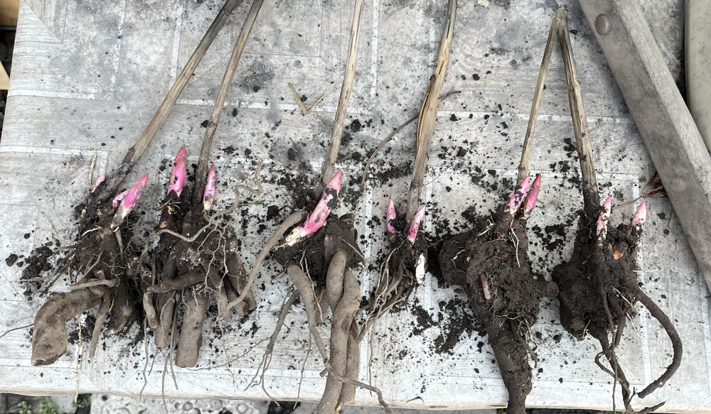 Пионы розовые многолетние