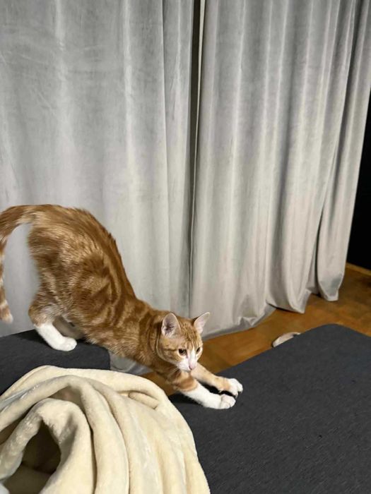 Женско Коте Родено на 01.07