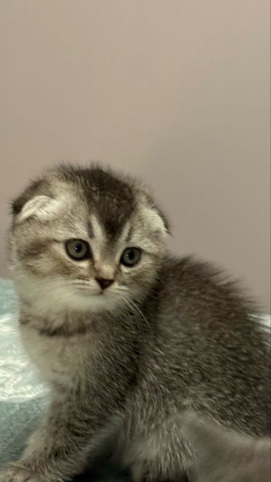 Вислоухие котята