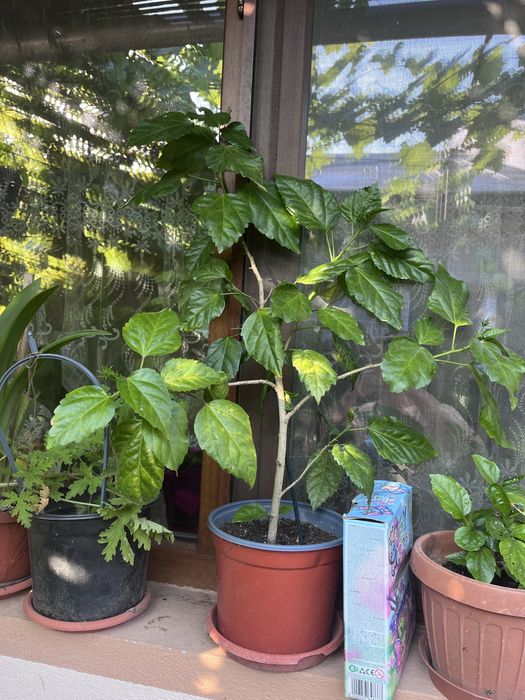 Vand trandafir japonez floare batuta rosie