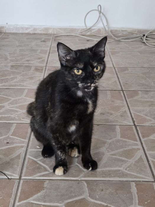 pisicuta de adoptie, pisica de adoptat, pisicuta frumoasa de adoptat, pisica fetita pentru adoptie, pisica superba, pisica tricolora