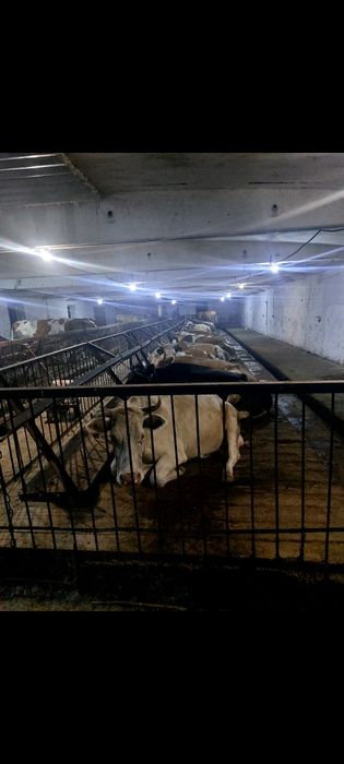 Ветеринар на выезд