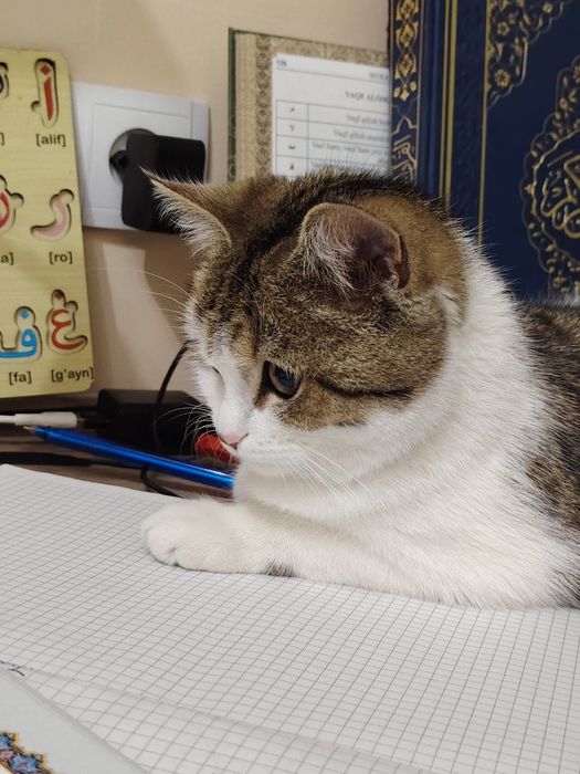 Анта уғил бола 6 ойли 350 минг сум