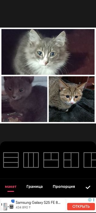 Отдам котят в добрые руки