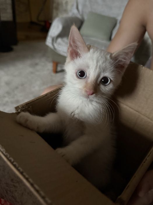 Котята около 2,5 месяцев
