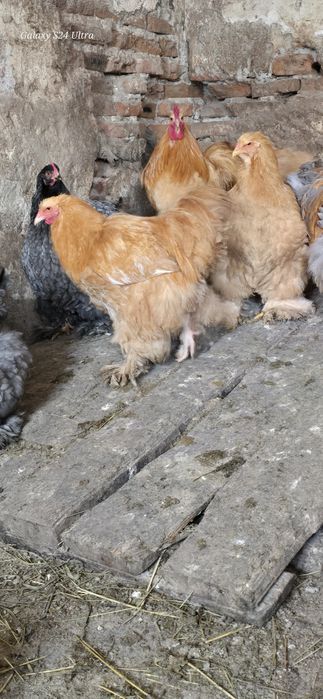 Cocosi cochinchina urias