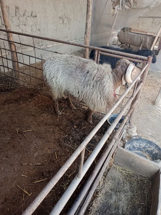 Urishadigan qoʻchqor