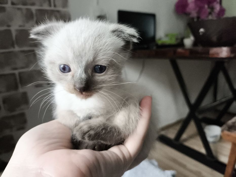 Продаю котят ,породистые