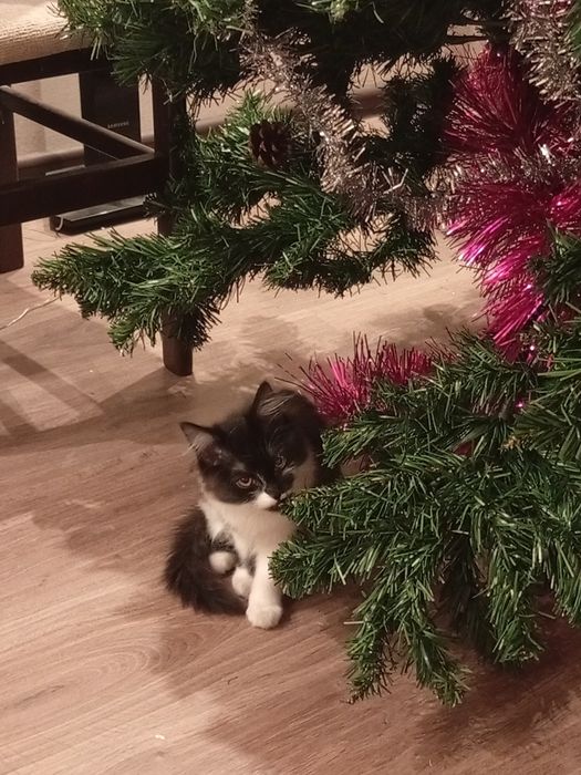 котенок- девочка 2 месяца