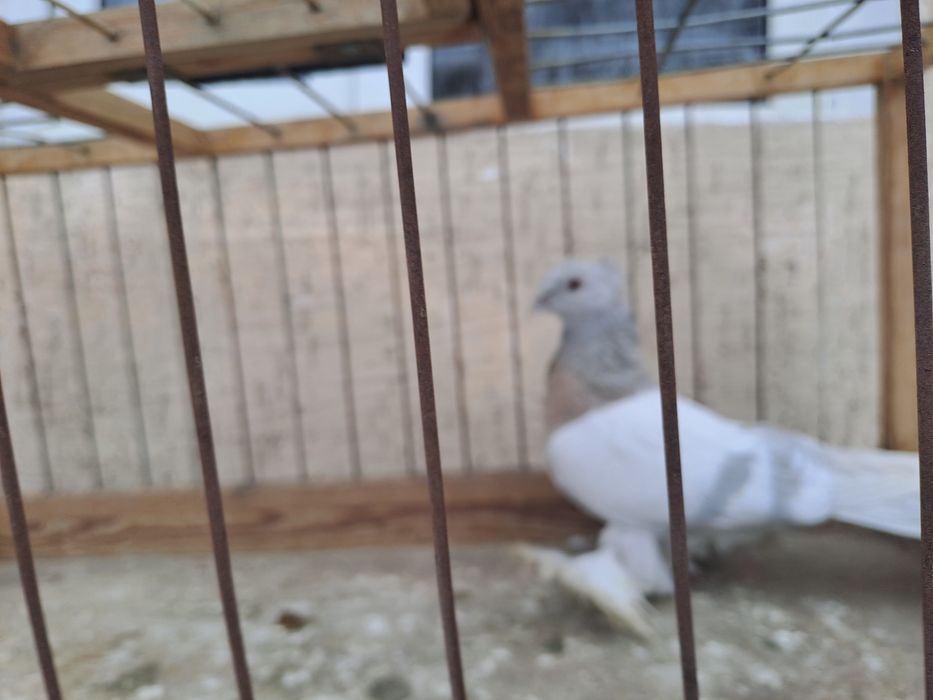 Голубка пепельная игровая