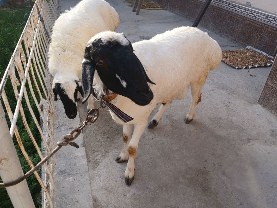 Qoramol qoylar, 2 dona. Qurbonlik un qoʻylar