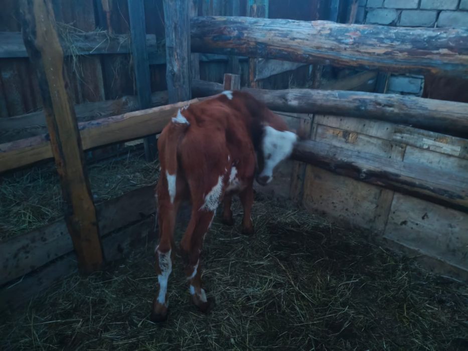 Продам теленок бычок